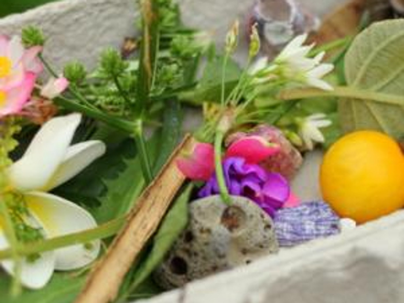 Flowers, leaves, bark and stones foraged for bush art
