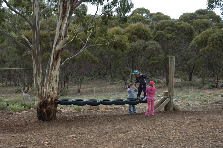 Students balancing across the tyre traverse beneath a big gum tree
