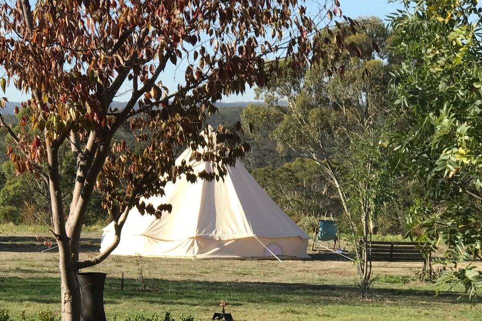 A bell tent beneath an autumn tree