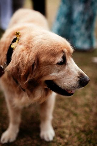 A golden retriever dressed for the wedding day