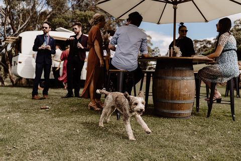 Guests gathered around the bar with a dog nearby during the reception